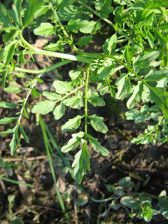Cardamine flexuosa